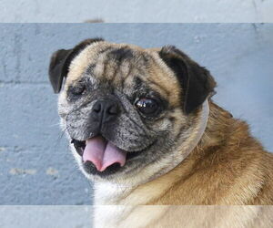 Pug Dogs for adoption in Pasadena, CA, USA