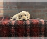 Small Photo #109 Labradoodle Puppy For Sale in LOS ANGELES, CA, USA