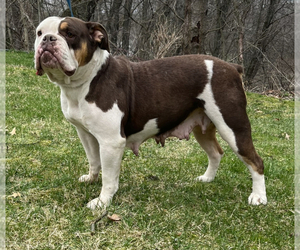 Mother of the Olde English Bulldogge puppies born on 02/20/2022