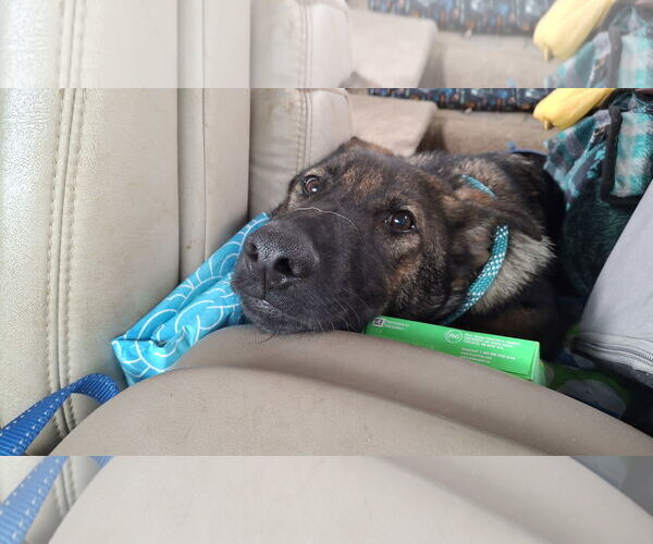 Medium Photo #5 German Shepherd Dog Puppy For Sale in Sebec, ME, USA