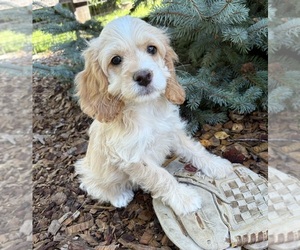 Cockapoo (Miniature) Puppy for sale in MIDDLEBURY, IN, USA