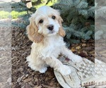 Small Cockapoo (Miniature)