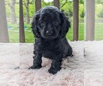 Puppy Bella Cock-A-Poo