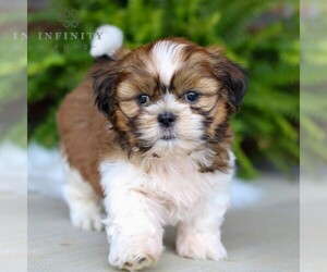 Shih Tzu Puppy for Sale in MORGANTOWN, Pennsylvania USA