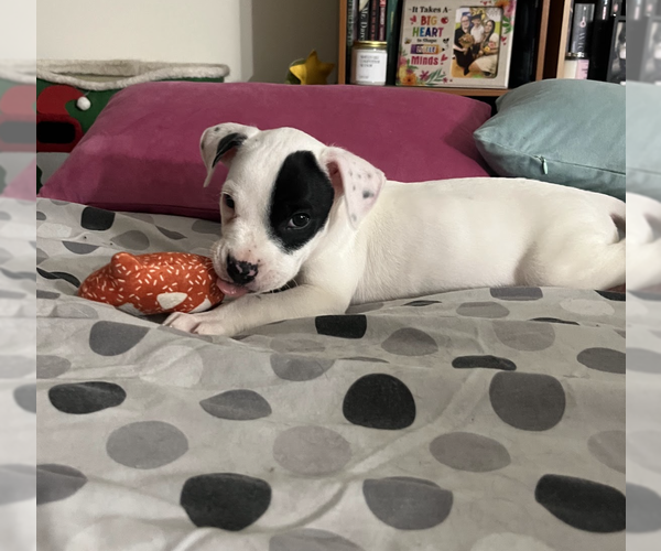 Medium Photo #5 Mutt Puppy For Sale in Brooklyn, NY, USA