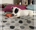 Small #4 Mutt