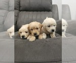 Small #1 Golden Retriever
