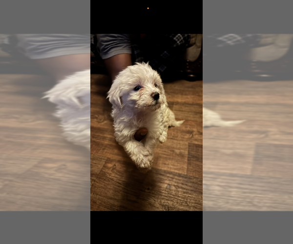 Medium Photo #1 Maltipoo (Miniature) Puppy For Sale in WINONA, MS, USA