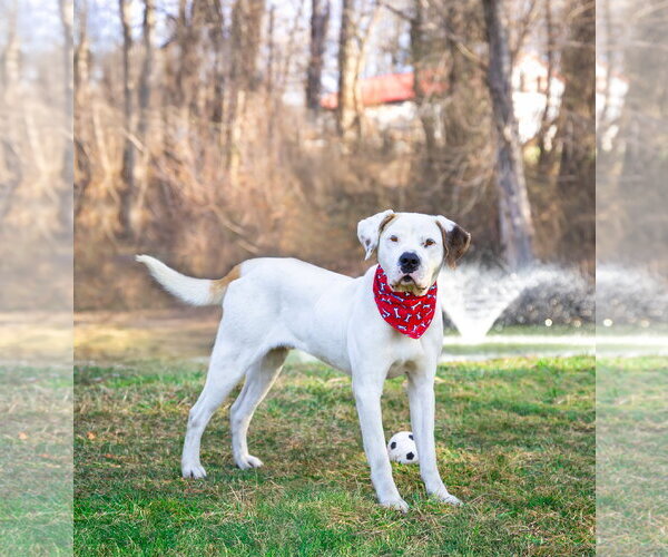 Medium Photo #6 Mutt Puppy For Sale in Unionville, PA, USA