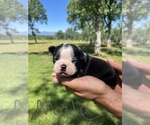 Small Photo #17 Boston Terrier Puppy For Sale in COTTONWOOD, CA, USA