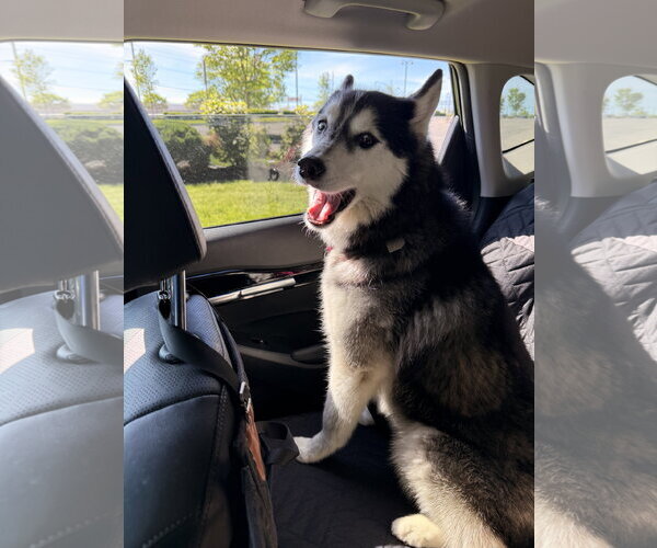 Medium Photo #6 Siberian Husky-Unknown Mix Puppy For Sale in Oakhurst, NJ, USA
