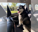 Small #5 Siberian Husky Mix