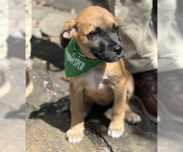 Medium Photo #1 Mutt Puppy For Sale in Warrenton, VA, USA