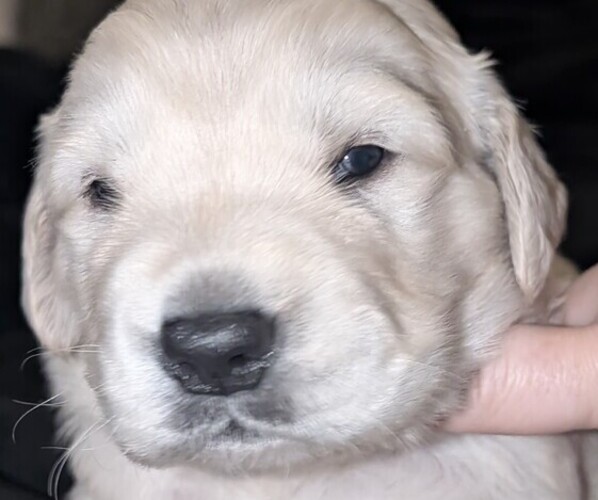 Medium Photo #3 Golden Retriever Puppy For Sale in MODESTO, CA, USA