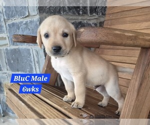 Medium Labrador Retriever