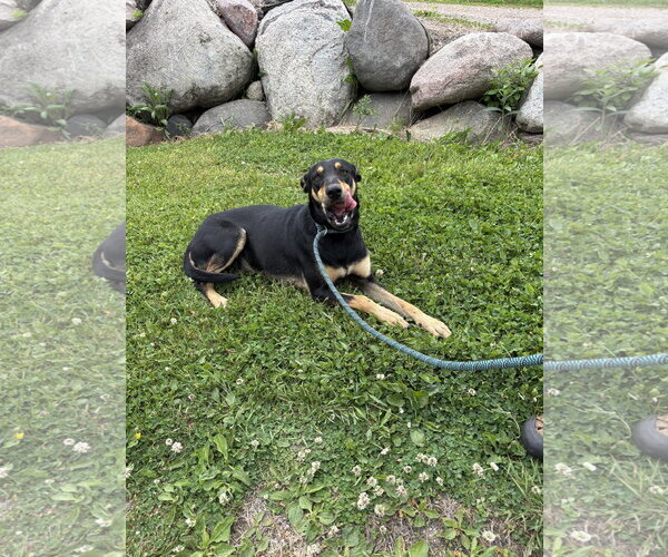Medium Photo #4 Doberman Pinscher-Unknown Mix Puppy For Sale in Minneaoplis, MN, USA