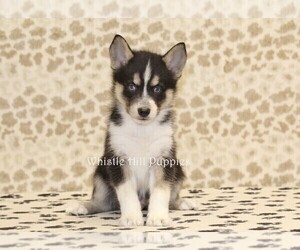 Pomsky Puppy for sale in DENVER, PA, USA