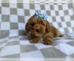 Small #1 Cockapoo (Miniature)