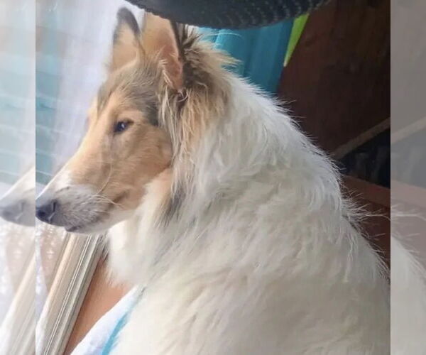 Medium Photo #2 Collie Puppy For Sale in Dublin, OH, USA