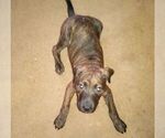 Small Photo #3 American Pit Bull Terrier-Doberman Pinscher Mix Puppy For Sale in BRIGHTON, MI, USA