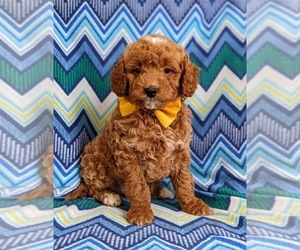 Goldendoodle (Miniature) Puppy for sale in NOTTINGHAM, PA, USA