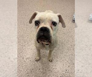 Boxer Dogs for adoption in Brighton, CO, USA