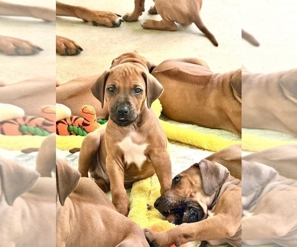 Medium Photo #6 Rhodesian Ridgeback Puppy For Sale in MADISON, GA, USA