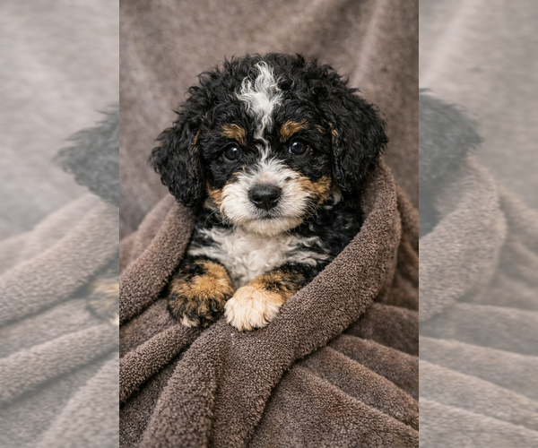 Medium Photo #13 Bernedoodle Puppy For Sale in GREENWOOD, IN, USA
