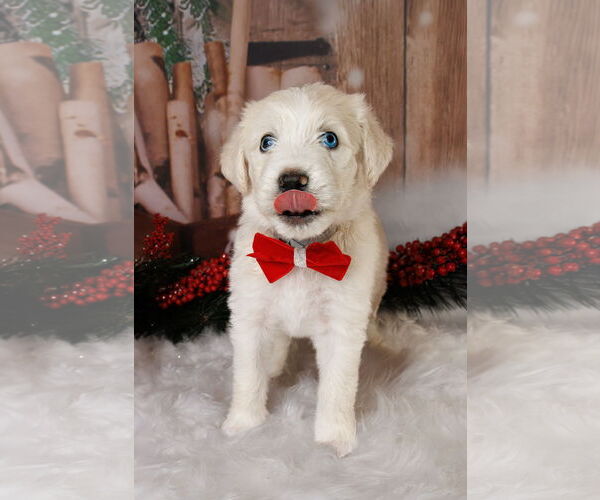 Medium Photo #12 Poodle (Standard)-Siberian Husky Mix Puppy For Sale in McKinney, TX, USA