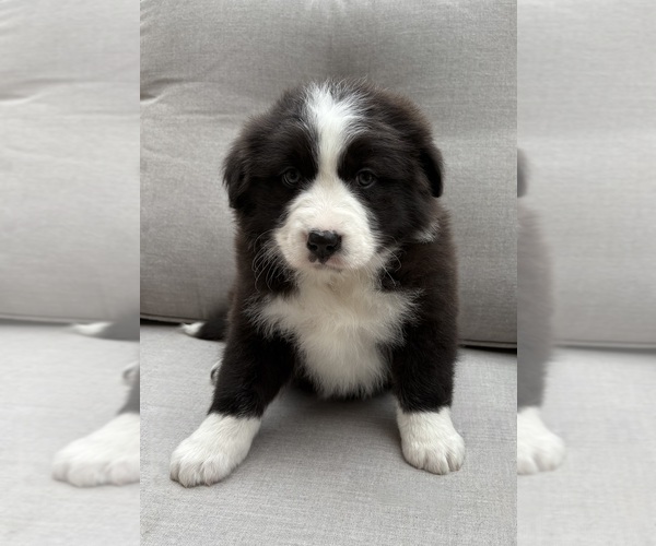 Medium Photo #7 Australian Shepherd Puppy For Sale in FAIR HAVEN, MI, USA