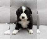 Small #6 Australian Shepherd