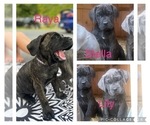 Small Photo #1 Cane Corso Puppy For Sale in HOGANSBURG, NY, USA