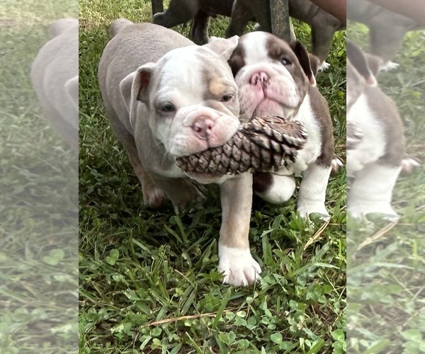 Medium Photo #6 Olde English Bulldogge Puppy For Sale in ADAMSVILLE, AL, USA