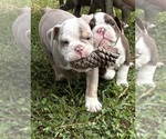 Small #5 Olde English Bulldogge