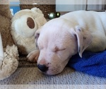 Small Photo #75 American Pit Bull Terrier-Labrador Retriever Mix Puppy For Sale in MOORESBORO, NC, USA