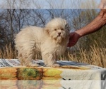 Small #21 ShihPoo