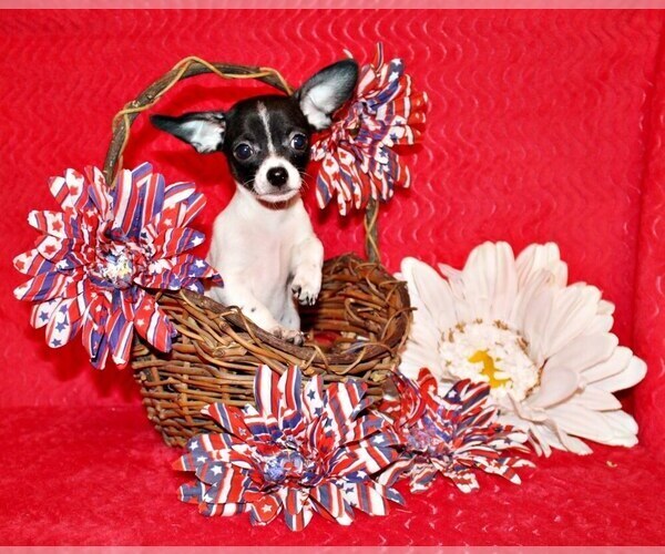 Medium Photo #1 Chihuahua Puppy For Sale in CHARLESTON, AR, USA