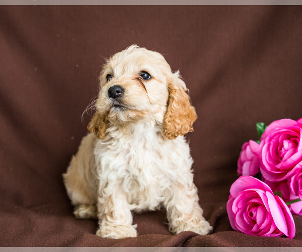 Medium Photo #3 Cocker Spaniel-Poodle (Miniature) Mix Puppy For Sale in WAKARUSA, IN, USA