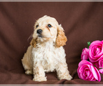Small Photo #3 Cocker Spaniel-Poodle (Miniature) Mix Puppy For Sale in WAKARUSA, IN, USA