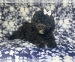 Small #7 ShihPoo