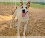 Small #1 American Staffordshire Terrier Mix