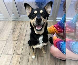 Mutt Dogs for adoption in Rowlett, TX, USA