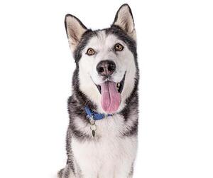 Siberian Husky Dogs for adoption in Long Beach, CA, USA