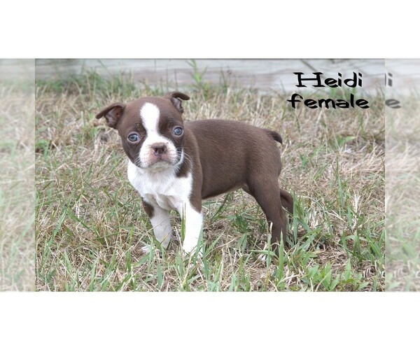 Medium Photo #7 Boston Terrier Puppy For Sale in CLARE, MI, USA