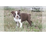 Small #6 Boston Terrier