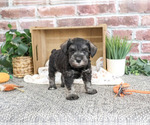Small Photo #11 Schnauzer (Miniature) Puppy For Sale in SYRACUSE, IN, USA