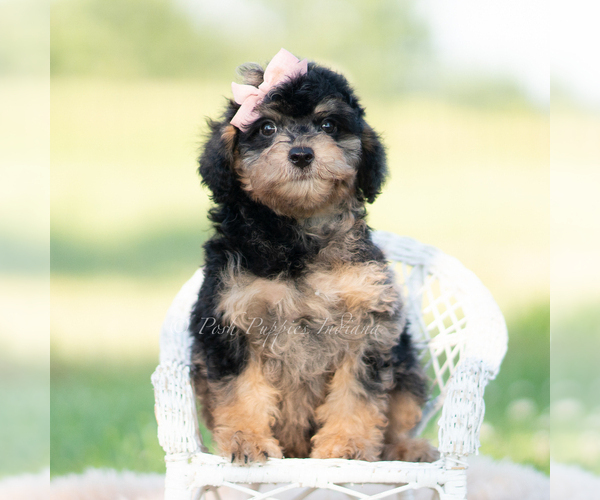 Medium Photo #1 Goldendoodle (Miniature) Puppy For Sale in WARSAW, IN, USA