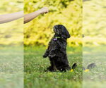 Small #1 Shih Tzu