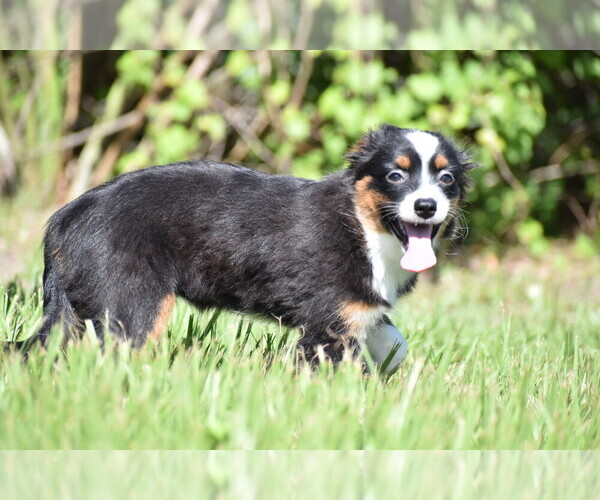Medium Photo #5 Miniature Australian Shepherd Puppy For Sale in PALM COAST, FL, USA