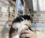 Small Photo #62 Australian Shepherd Puppy For Sale in FARMVILLE, VA, USA